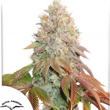 Auto Banana Blaze®